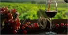 Carl Jung Красное безалкогольное вино "Мерло"